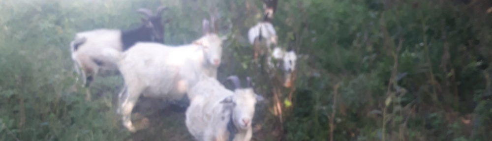 SKigerian Goats