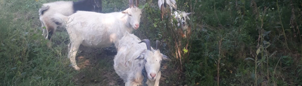 SKigerian Goats