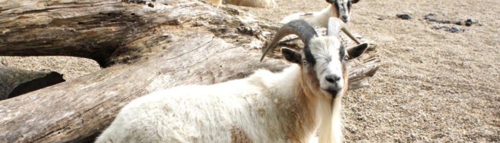 SKigerian Goats