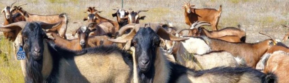 SKigerian Goats